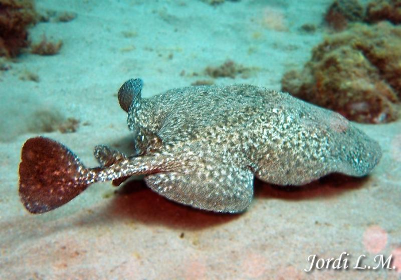 Torpedo tembladera ( torpedo marmorata )1.jpg